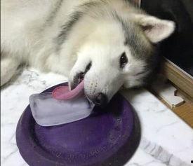 浮夸吃瓜舔狗,揭秘网络社交现象背后的心理奥秘