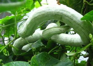 蛇瓜怎么吃不寒,不寒而食，养生又健康