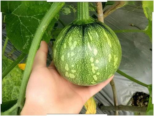 广东能源集团吃瓜,吃瓜群众眼中的幕后故事