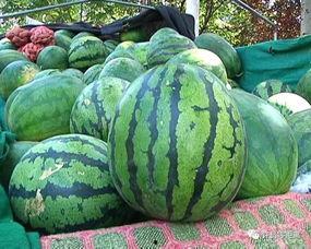 本瓜怎样吃,从传统到创新，解锁美味新境界