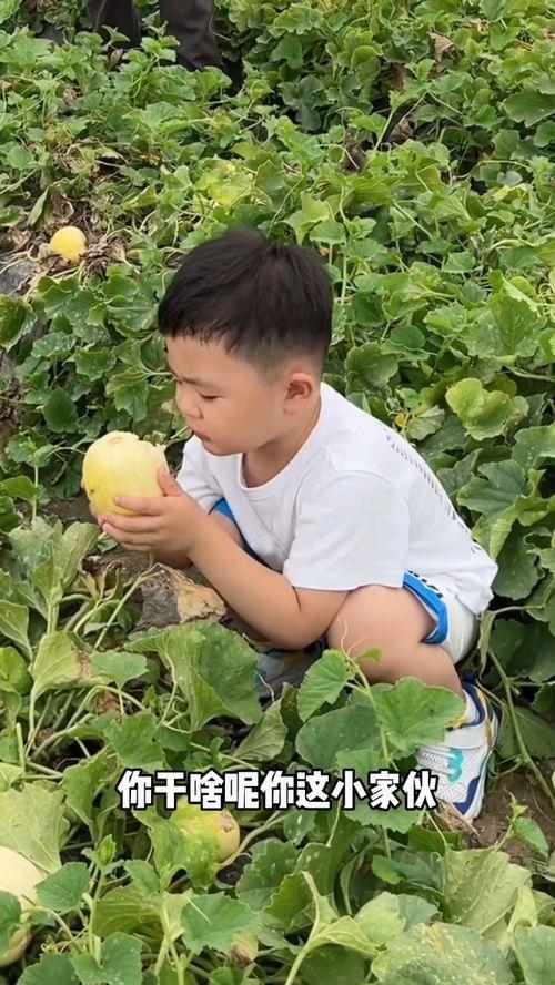 tian甜吃瓜,tian甜吃瓜的美食之旅