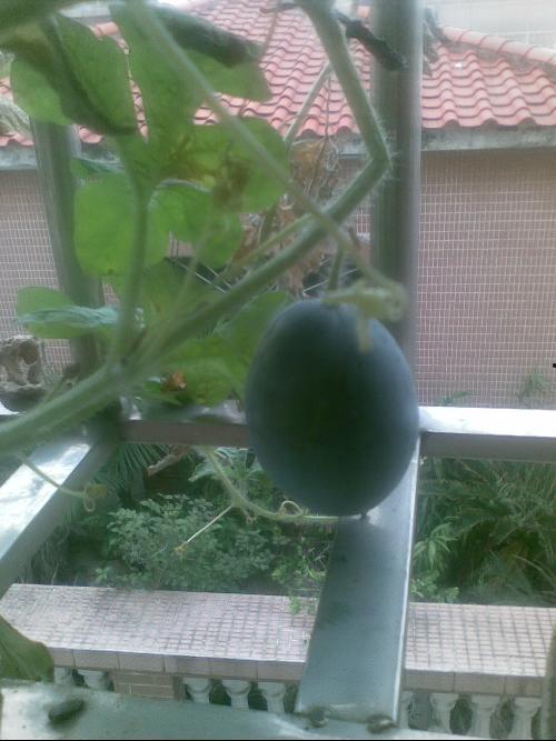 阳台吃瓜趣事合集,那些难忘的吃瓜趣事