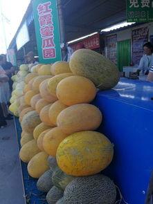 甘肃甜水井吃瓜,瓜果飘香，夏日避暑胜地